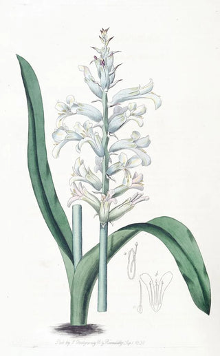 Sydenham Edwards - Paleblueflowered Lachenalia.webp