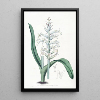 Sydenham Edwards - Paleblueflowered Lachenalia.webp