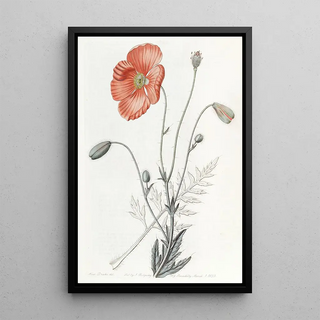 Sydenham Edwards - Persian Poppy.webp