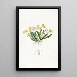 Sydenham Edwards - Pigmy Oncidium.webp