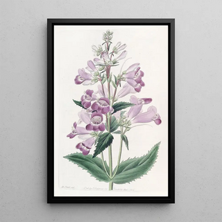 Sydenham Edwards - Pretty Pentstemon.webp