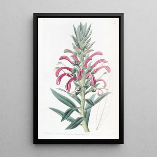 Sydenham Edwards - Purple Lobelia.webp