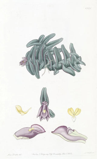 Sydenham Edwards - Purple Nanodes.webp