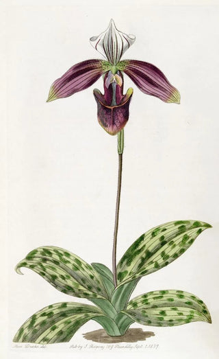 Sydenham Edwards - Purplestained Ladys Slipper.webp