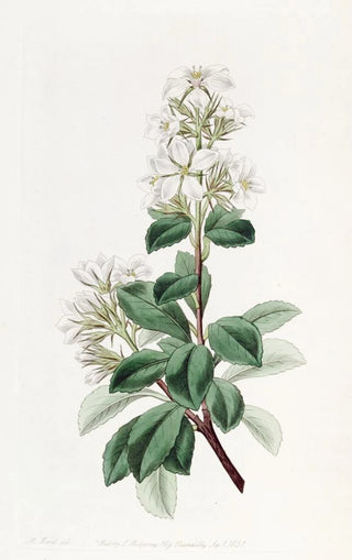 Sydenham Edwards - Red Raphiolepis.webp