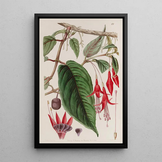 Sydenham Edwards - Rooting Fuchsia.webp