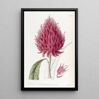 Sydenham Edwards - Scarlet Cockscomb.webp