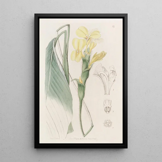 Sydenham Edwards - Shaggy Calathea.webp