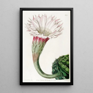 Sydenham Edwards - Sharpangled spiny Cactus.webp