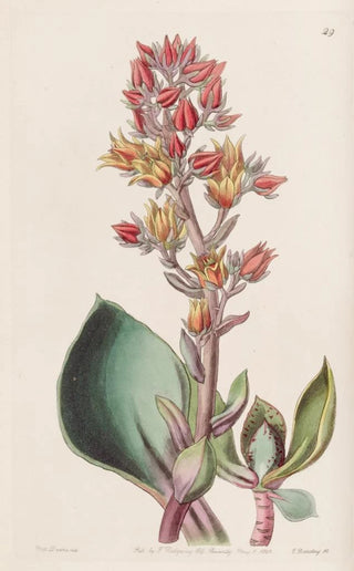 Sydenham Edwards - Sharpleaved Echeveria.webp