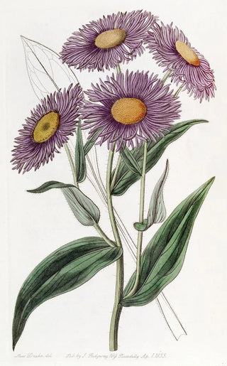 Sydenham Edwards - Shewy Stenactis.webp