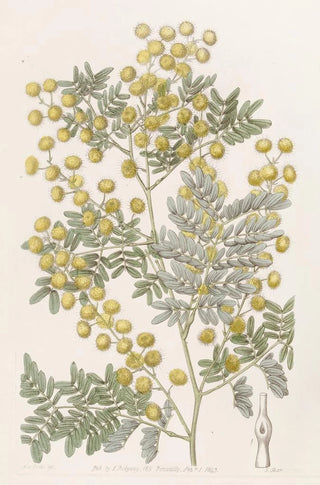 Sydenham Edwards - Showy Acacia.webp