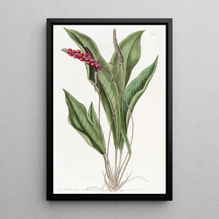 Sydenham Edwards - Slender Anthrium.webp