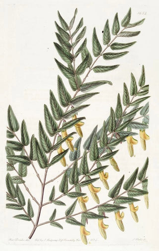 Sydenham Edwards - Smoothbrancched Scottia.webp