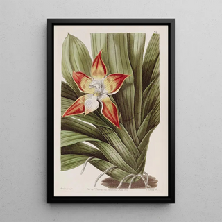 Sydenham Edwards - Speckled Huntleya.webp