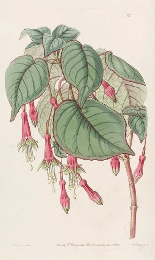 Sydenham Edwards - Splendid Fuchsia.webp