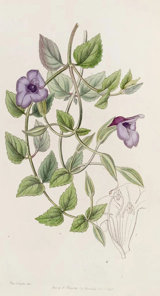 Sydenham Edwards - Spotless Violet Torenia.webp