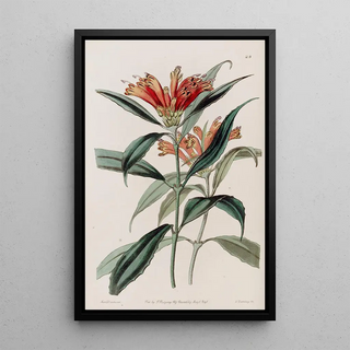 Sydenham Edwards - Spotted Blushwort.webp