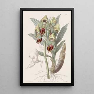 Sydenham Edwards - Spotted Feelerbloom.webp