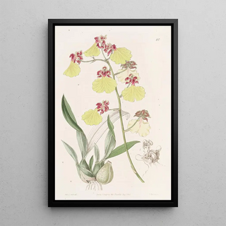 Sydenham Edwards - Spotwinged Oncidium.webp