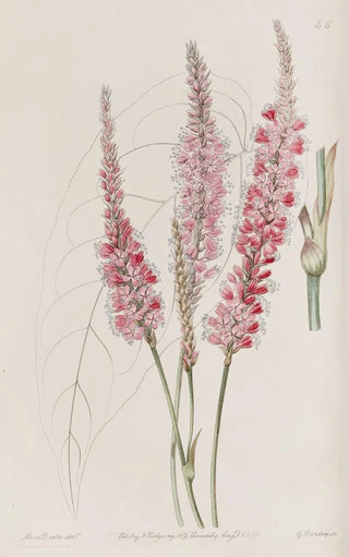 Sydenham Edwards - Stemclasping Polygonum.webp