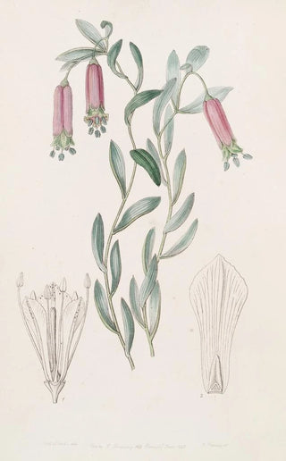 Sydenham Edwards - Sweet Collania.webp