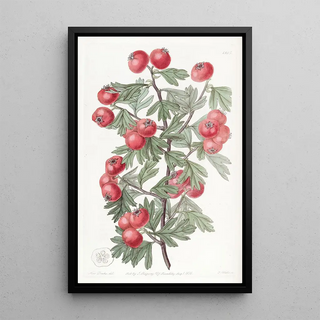 Sydenham Edwards - SweetestScented Hawthorn.webp