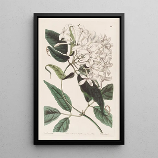 Sydenham Edwards - Tailleaved Jasmine.webp