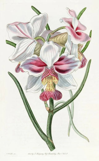 Sydenham Edwards - Taperleaved Vanda.webp