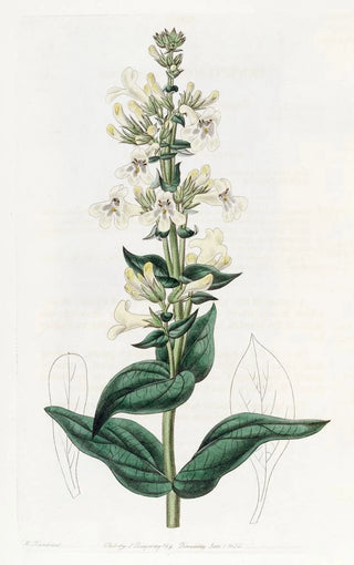 Sydenham Edwards - Taperpointed Pentstemon.webp