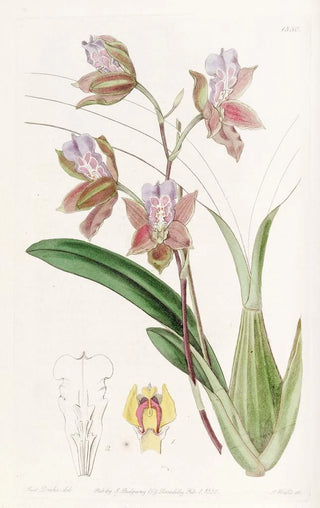 Sydenham Edwards - The Duke of Bedfords Oncidium.webp