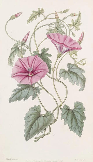 Sydenham Edwards - The Italian Bindweed.webp