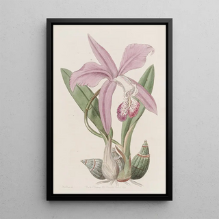 Sydenham Edwards - The Mayflower Laelia.webp