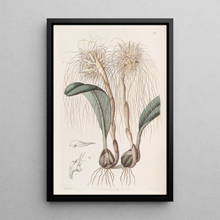 Sydenham Edwards - The Medusas head Orchis.webp