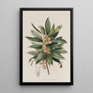 Sydenham Edwards - The Shrubby Woodsorrel.webp