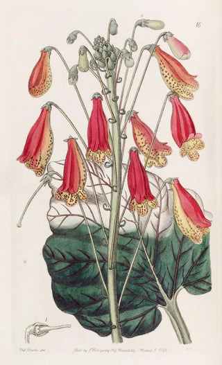 Sydenham Edwards - The Zebra Gesnera.webp