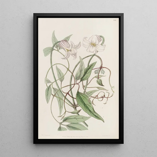 Sydenham Edwards - The crispflowered Clematis.webp