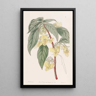 Sydenham Edwards - Threehorned Balsam.webp