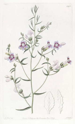 Sydenham Edwards - Threeleaved Pentstemon.webp