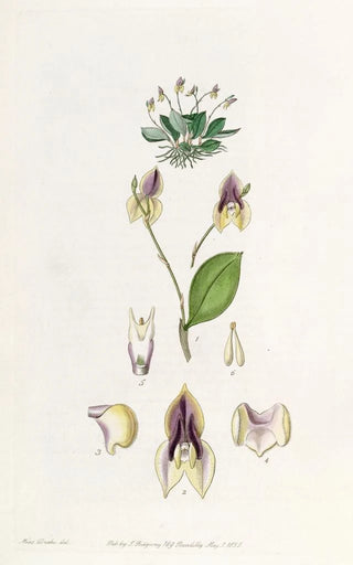 Sydenham Edwards - Threetoothed Lepanthes.webp