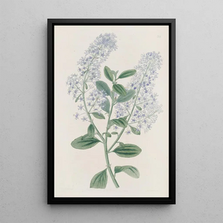 Sydenham Edwards - Thyrsebearing Ceanothus.webp