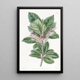 Sydenham Edwards - Toothleaved Ardisia.webp