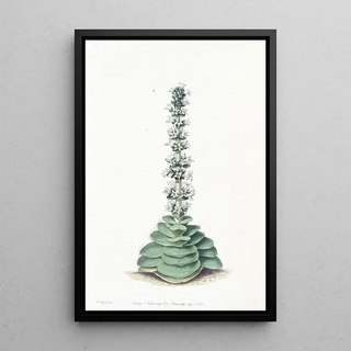 Sydenham Edwards - Turretted Crassula.webp