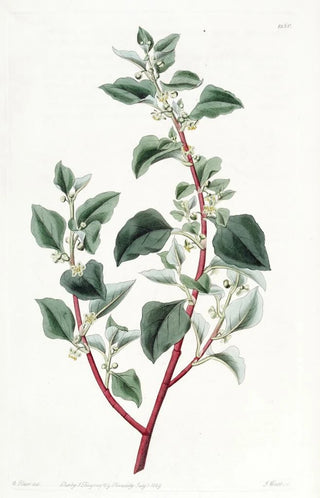 Sydenham Edwards - Unattractive Polygonus.webp