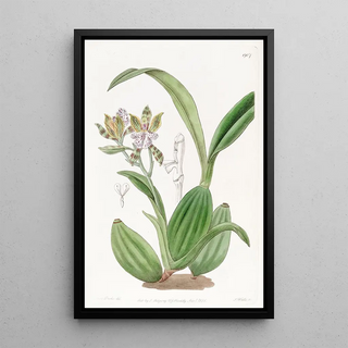 Sydenham Edwards - Variegated Aspasia.webp