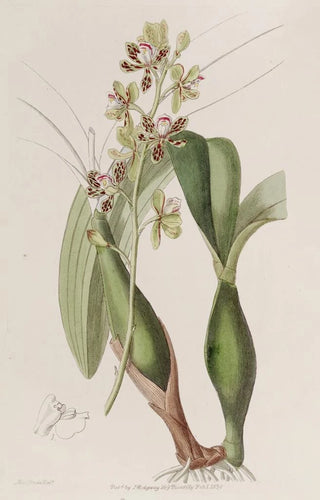 Sydenham Edwards - Variegated Epidendrum.webp
