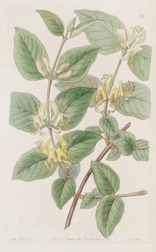 Sydenham Edwards - Variousleaved Fly Honeysuckle.webp