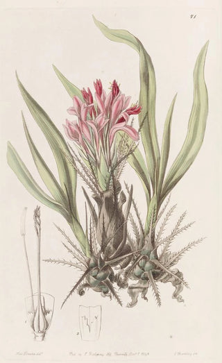 Sydenham Edwards - Variousleaved Puya.webp