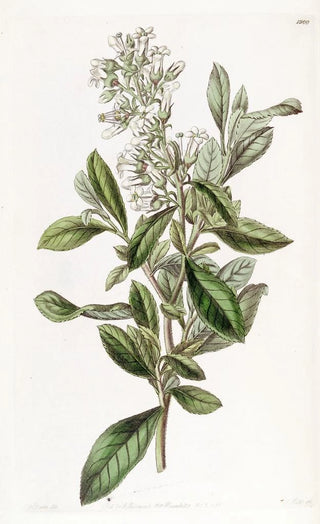 Sydenham Edwards - Varnished Escallonia.webp