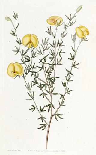 Sydenham Edwards - Veinyleaved Gompholobium.webp